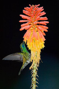 Hummingbird Feeding on Flower