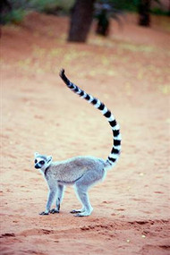 Ring-Tailed Lemur in Forest
