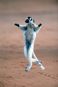 Verreaux's Sifaka Dancing in Field