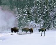 Bison in Snow