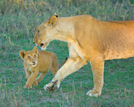 Lionness Walking with Cub