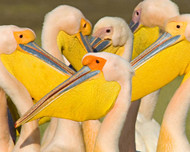 Flock of Great White Pelicans