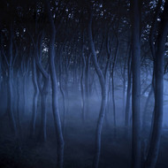 Dark Misty Forest Liselund Slotspark Denmark