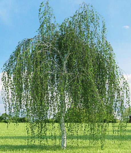 weeping white birch tree