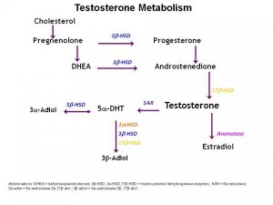 Thatsconsidered To Beresponsible For Scalp Hair Loss Or Male Pattern Hair Loss Pattern Hair Loss Is Connected Toincreased Levels Of 5 Alpha Reductase Thatsconsidered To Beresponsible For Scalp Hair Loss Or Male Pattern Hair Loss Pattern Hair Loss Is Connected Toincreased Levels Of 5 Alpha Reductase
