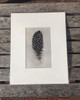Black Guinea Feather