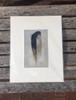 Grey Feather