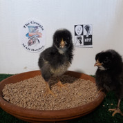 Plymouth Barred Rock chicks (Pullets Only)