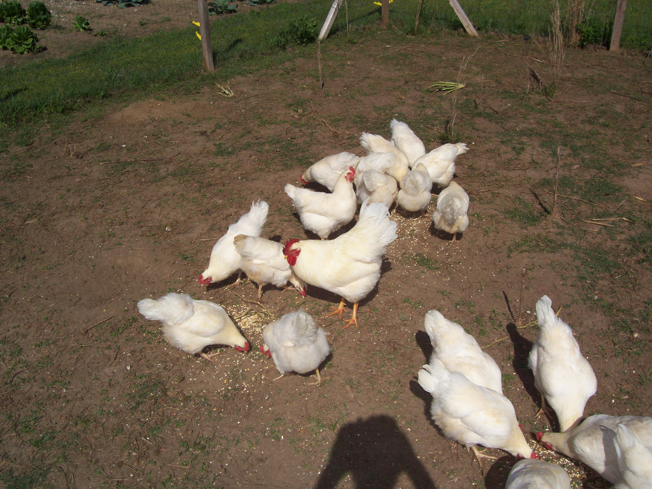 Plymouth White Rock chicks (Pullets only) The Mad Hatcher