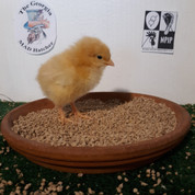 Buff Orpington chicks (Pullets only)
