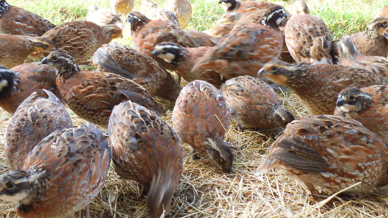 50 Georgia Giant Bobwhite Quail ( hatching Nov 30th) - The Georgia Mad