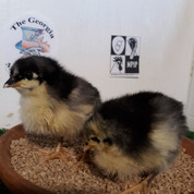 Black Australorp Chicks (Pullets Only)