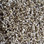 Phenix Carpet N230 PARAGON 05 Roasted Garlic
