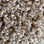 Phenix Carpet N163 Riverbend 1001 Doeskin