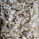 Phenix Carpet N163 Riverbend 1013 Golden Wheat