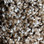 Phenix Carpet N161 Creekside 1002 Driftwood