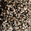 Phenix Carpet N161 Creekside 1020 Honey Spice