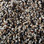 Phenix Carpet N221 Artisanal 101 Capital