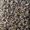 Phenix Carpet N221 Artisanal 104 Connate
