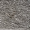 Phenix Carpet N225 Panache 10 Silver Lining