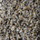 Phenix Carpet N220 Elemental 108 Radical