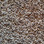 Southwind Carpet Timeless Beauty 2005 Pecan Spice