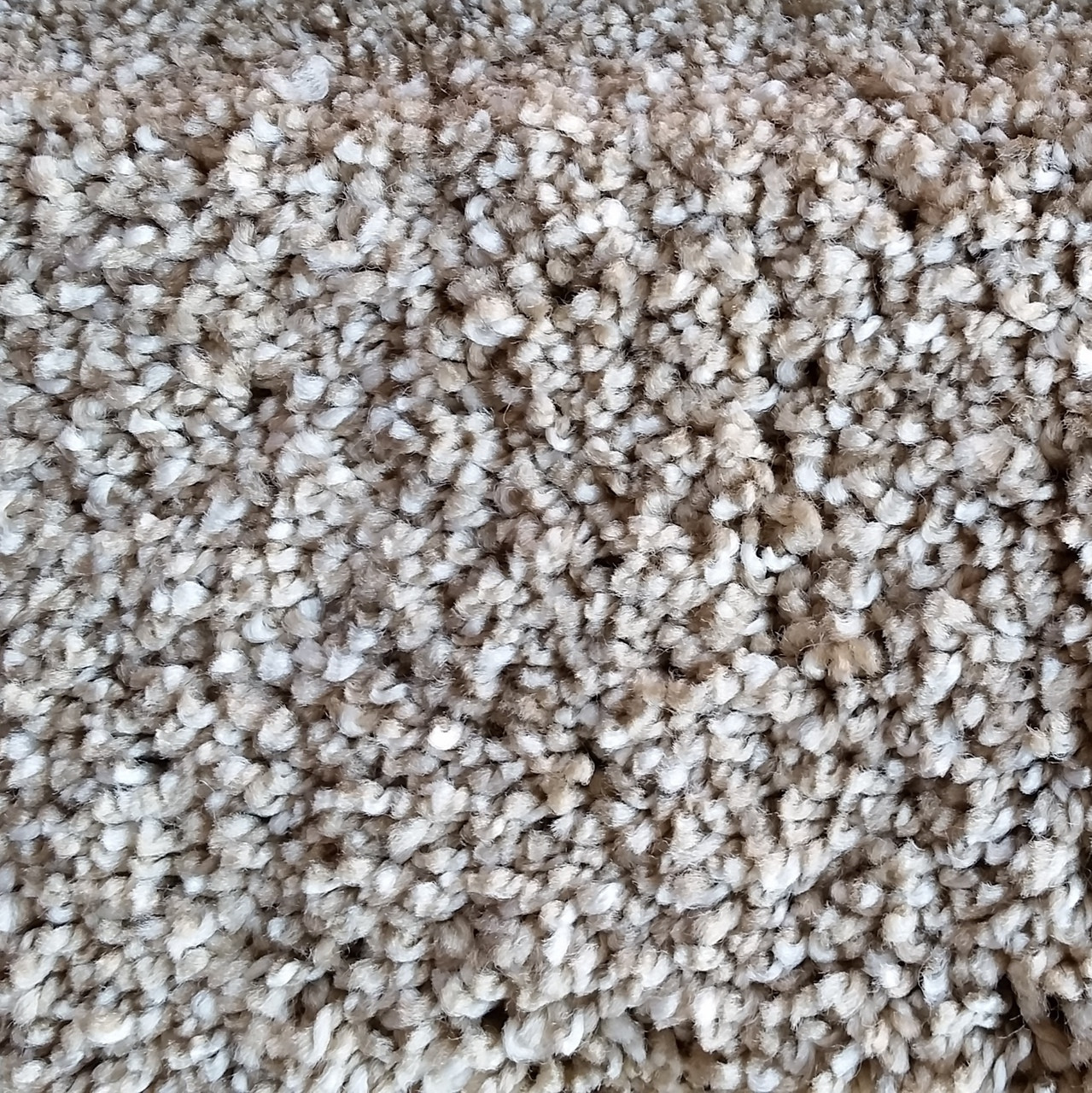 Buy Now: Dream Weaver carpet Glorious 6550