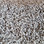 Dream Weaver carpet Glorious 6550 775 Mocha