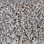 Dream Weaver carpet Glorious 6550 905 Stucco