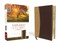 Amplified Holy Bible Compact Leathersoft Tan/Burgundy