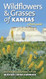 Wildflowers and Grasses of Kansas