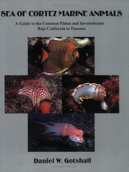 Sea of Cortez Marine Animals