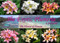 The Exotic Plumeria a pictorial Volume 1