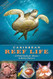 Caribbean Reef Life