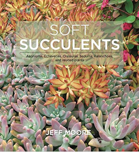 Soft Succulents