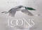 Loons: Treasured Symbols of the North