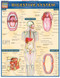 Digestive System