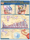 Reproductive System
