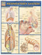 Respiratory System