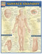 Surface Anatomy