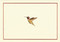 Hummingbird Flight Note Cards Hummingbird Flight Note Cards