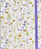 Wildflower Garden Large Address Book