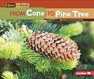From Cone to Pine Tree