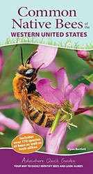 Common Native Bees of the Western United States