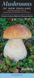 Mushrooms of New England Maine New Hampshire Vermont