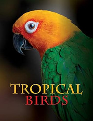 Tropical Birds
