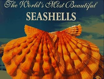 The World's Most Beautiful Seashells