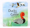 Ducks and Geese Ducks and Geese