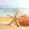 Guest Book Ocean Starfish