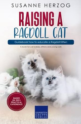 Raising a Ragdoll Cat  Guidebook how to educate a Ragdoll Kitten